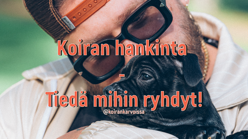 KOIRAN HANKINTA – TIEDÄ MIHIN RYHDYT by Spessu Lafka